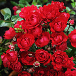 Роза почвопокровная Ред Фейри (в тубе)