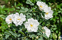 Роза морщинистая (ругоза) Альба (1,5 л)