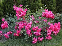 Роза почвопокровная Fuchsia (Фуксия) (ОКС)