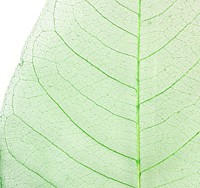 Листья скелетированные, 30 см, цвет зеленый, набор 100 шт.