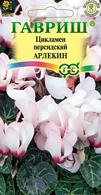 Цикламен персидский Арлекин 3 шт (Г)