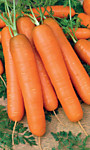 Морковь Самсон (УД) на ленте